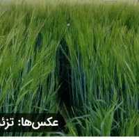 زمین باغ 1000 متری با تعدادی درخت