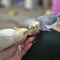 عروس هلندی نرو ماده