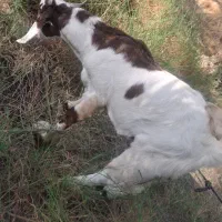 کهره پاکستانی