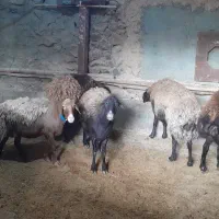 سلام گوسفندهتروبابره ماده هترو|حیوانات مزرعه|سبزوار, کراب|دیوار