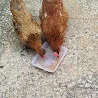 مرغ و جوجه