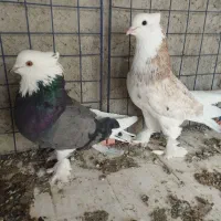 کبوتر شازده هما