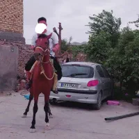 مرد یاشار|اسب و تجهیزات اسب‌سواری|آشخانه, |دیوار