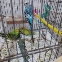 ۴تا مرغ عشق