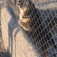 سگ گرگی آلمانی