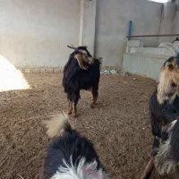 کهره|حیوانات مزرعه|آبپخش, |دیوار