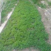 ۲ تکه نشا گوجه