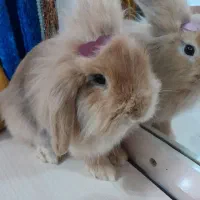 خرگوش لوپ اصل نژاد دار