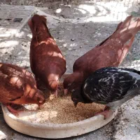 دوعد کبوتر بالغ سرخ خونی با دوعدد جوجه مسافتی|پرنده|لوشان, |دیوار