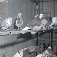 کفتر پرشی.‌‌