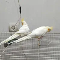 جفت عروس لوتینو|پرنده|مشهد, یاس|دیوار