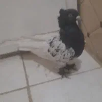 کبوتر کله سیاه|پرنده|شیراز, ارم|دیوار