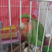 جفت کوتوله مولد با یک جوجه