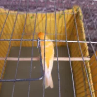 دو عدد قناری نر|پرنده|صفادشت, |دیوار