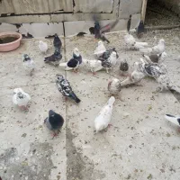 کبوتر فروشی