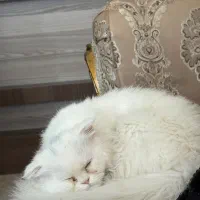 گربه اسکاتیش پرشین