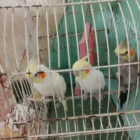 فروش عروس هلندی از 1 تومن شروع میشه