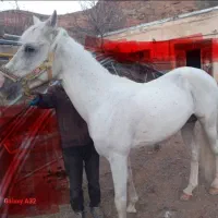 فروش اسب نر|اسب و تجهیزات اسبسواری|تبریز, |دیوار