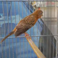 قناری تو سرخ(۶عدد)|پرنده|کرمانشاه, |دیوار