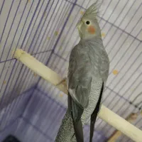 عروس هلندی جفت خورده جوجه داده|پرنده|اسلامشهر, مظفریه|دیوار