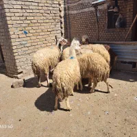 ۷راس بره نرداشتی