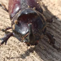 سوسک کرگدنی|پرنده|اسفیچ, |دیوار