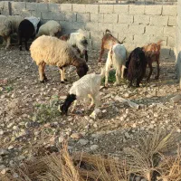 بز دو رگ  جم|حیوانات مزرعه|جم, |دیوار