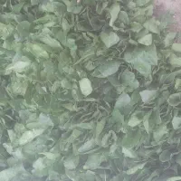 اسفناج آماده|خوردنی و آشامیدنی|خان ببین, |دیوار