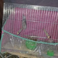 عروس هلندی سینامون