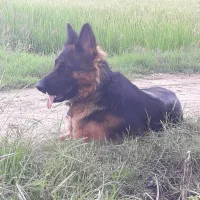 گمشده|سگ|فریدونکنار, |دیوار