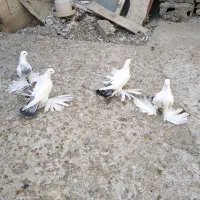 کبوتر، گوی گویروخ ایاخلی|پرنده|خسروشاه, |دیوار