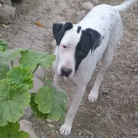 واگذاری سگ ماده ۹ماهه