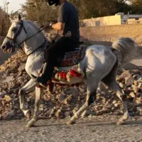 نریان کورد 9 ساله کره اژدر حاج کرم|اسب و تجهیزات اسب‌سواری|مشکین‌دشت, |دیوار