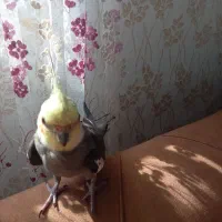 عروس هلندی|پرنده|سنگر, |دیوار