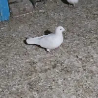 جفت سفید کرمونی|پرنده|چترود, |دیوار