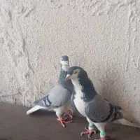 یک جفت ساده شیرازی|پرنده|مشهد, انصار|دیوار