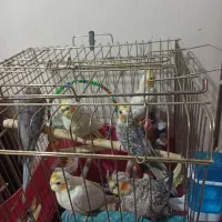 عروس هلندی|پرنده|پاکدشت, پاکدشت (مامازند)|دیوار