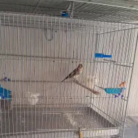 با سلام سهره نر|پرنده|سقز, |دیوار