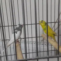 یک جفت عروس هلندی سخنگو|پرنده|بهار, |دیوار