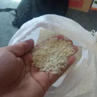 برنج طارم هاشمی مازندران