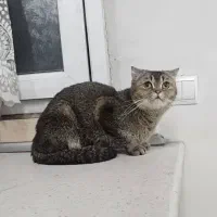 گربه اسکاتیش بلک گلد ماده شناسنامه دار و اصیل