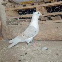 پشت هفت‌رنگ نر عطیقه