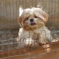 واگذاری سگ نژاد شیتزو ۴ماهه دارای شناسنامه بهداشتی
