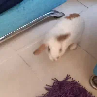 خرگوش نر|موش و خرگوش|گلبهار, شهر جدید گلبهار|دیوار