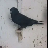 دوتا کفتر سوراخ