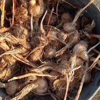 خریدوفروش|خدمات باغبانی و درختکاری|نیشابور, گنبد سبز|دیوار