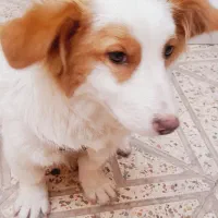 سگ خونگی تربیت شده