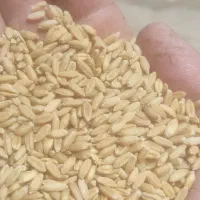 گندم‌دیم