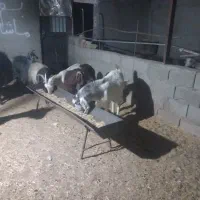 بزسانن‌. ‌بز‌پاکستانی‌.دورگ‌فروشی