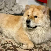 سگ چاو چاو نر هشت ماه‌و‌نیم